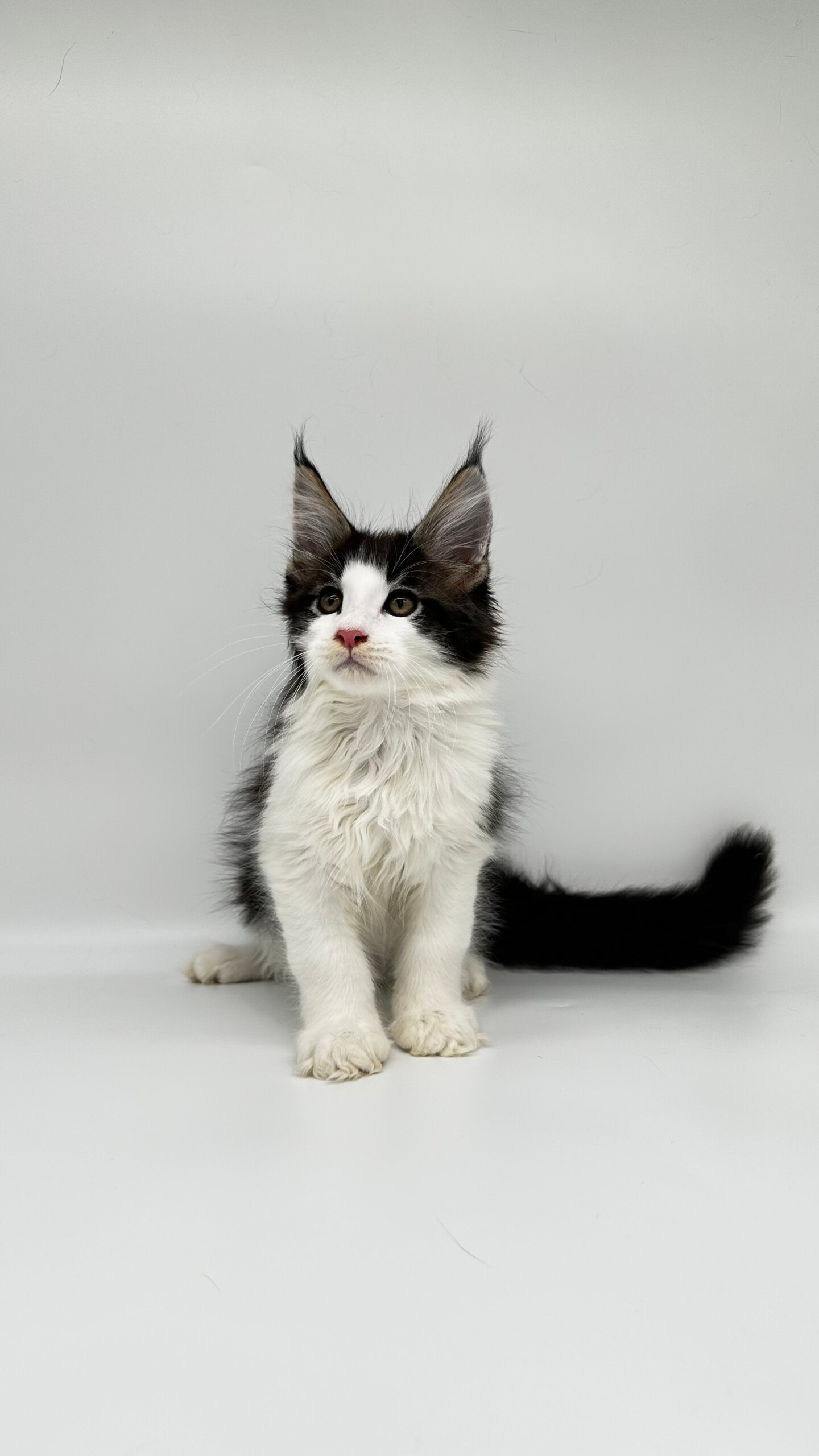 King Maine Coon Male (Available) $2950