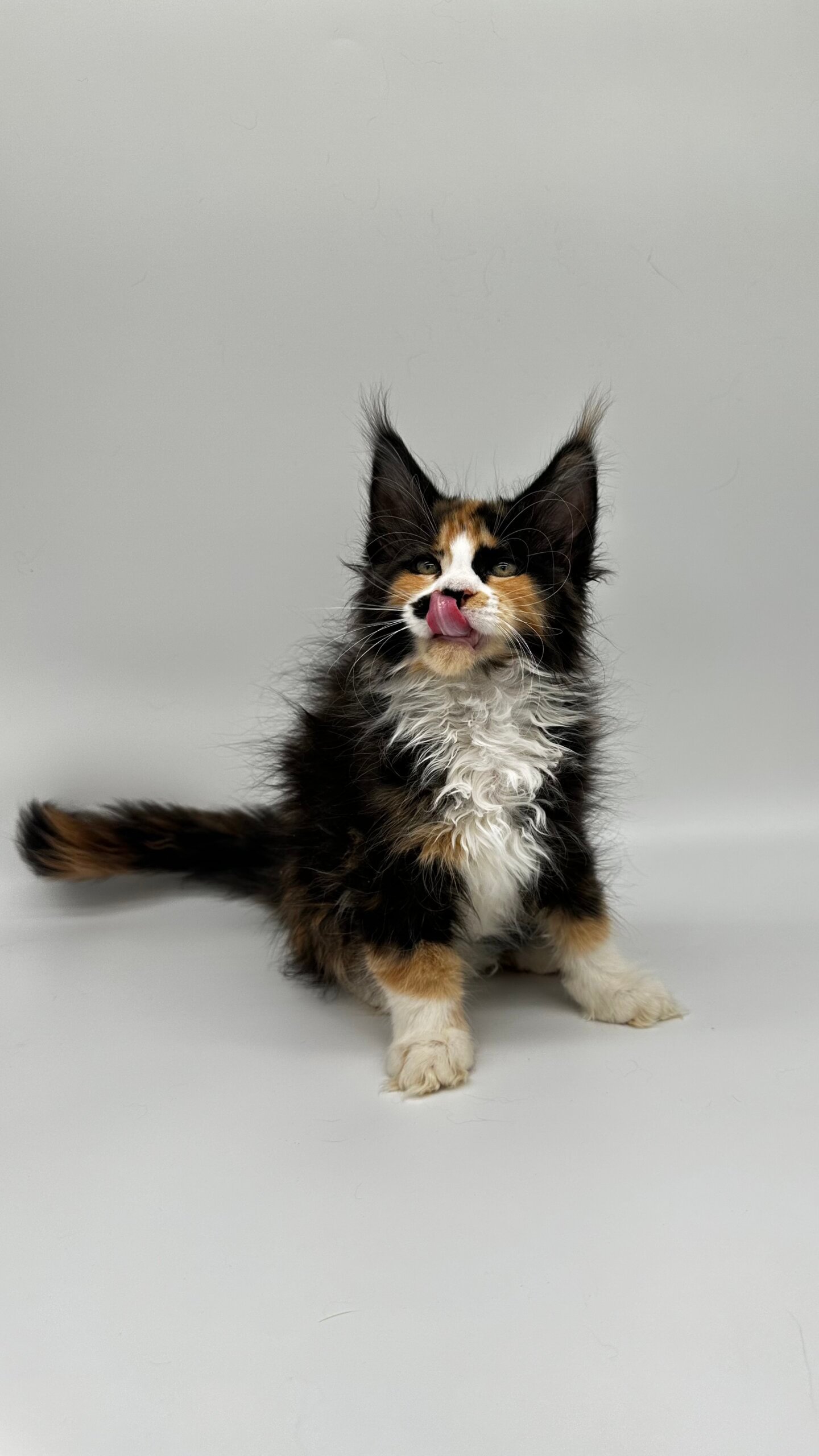 Lucy Maine Coon Female (Available) $3000