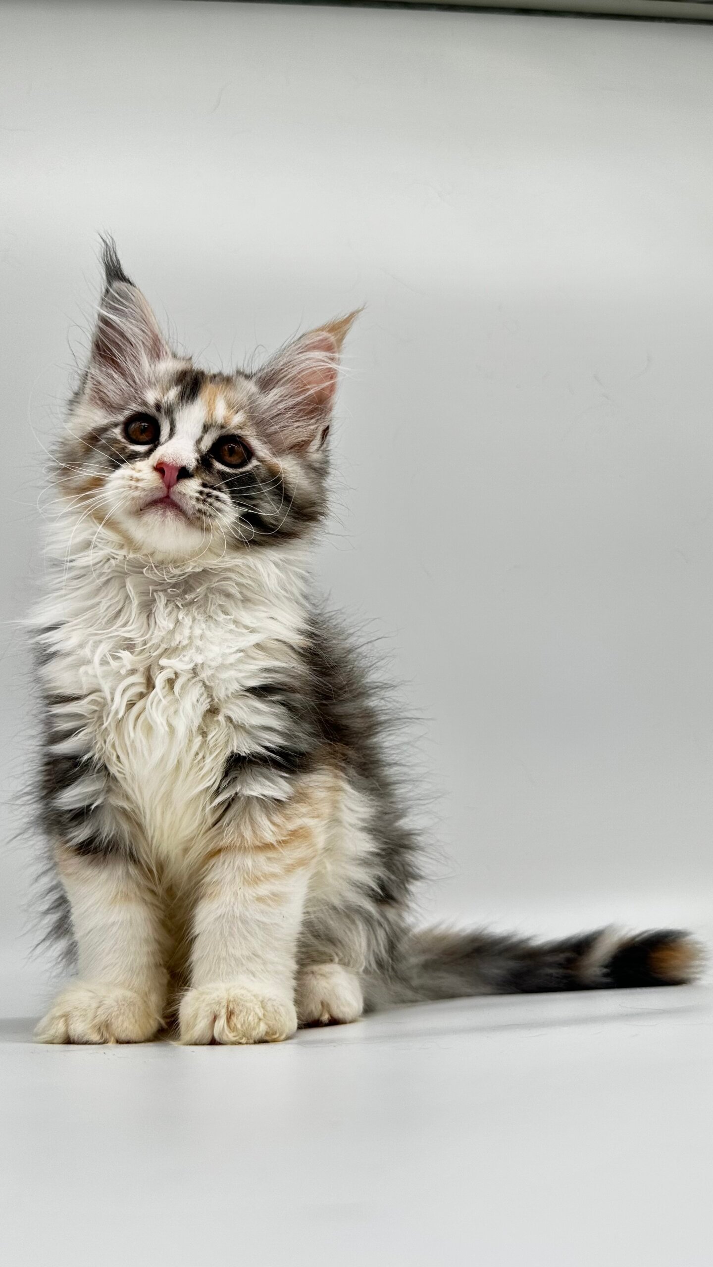 Lilu Maine Coon  Female (Available) $2950