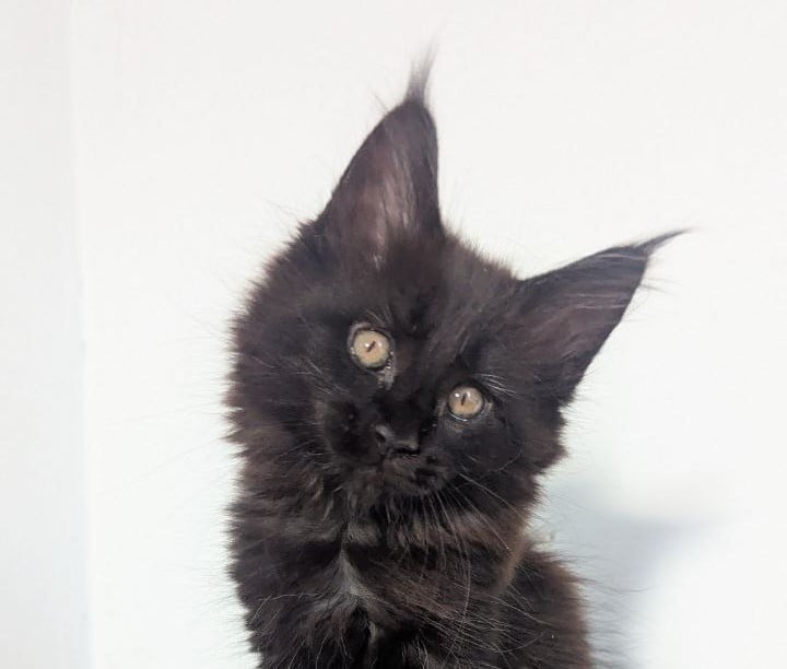 Cora Maine Coon  Female (Available) $3000