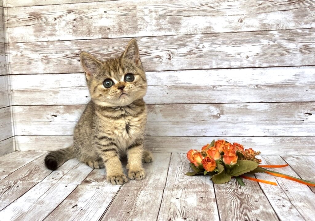 Katrin British Shorthair Female (Available) $2500