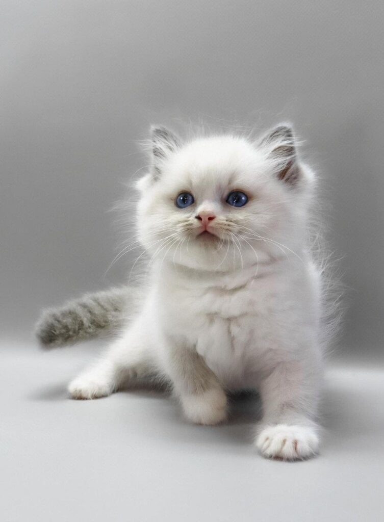 Harley  Ragdoll  Male (Available) $3250
