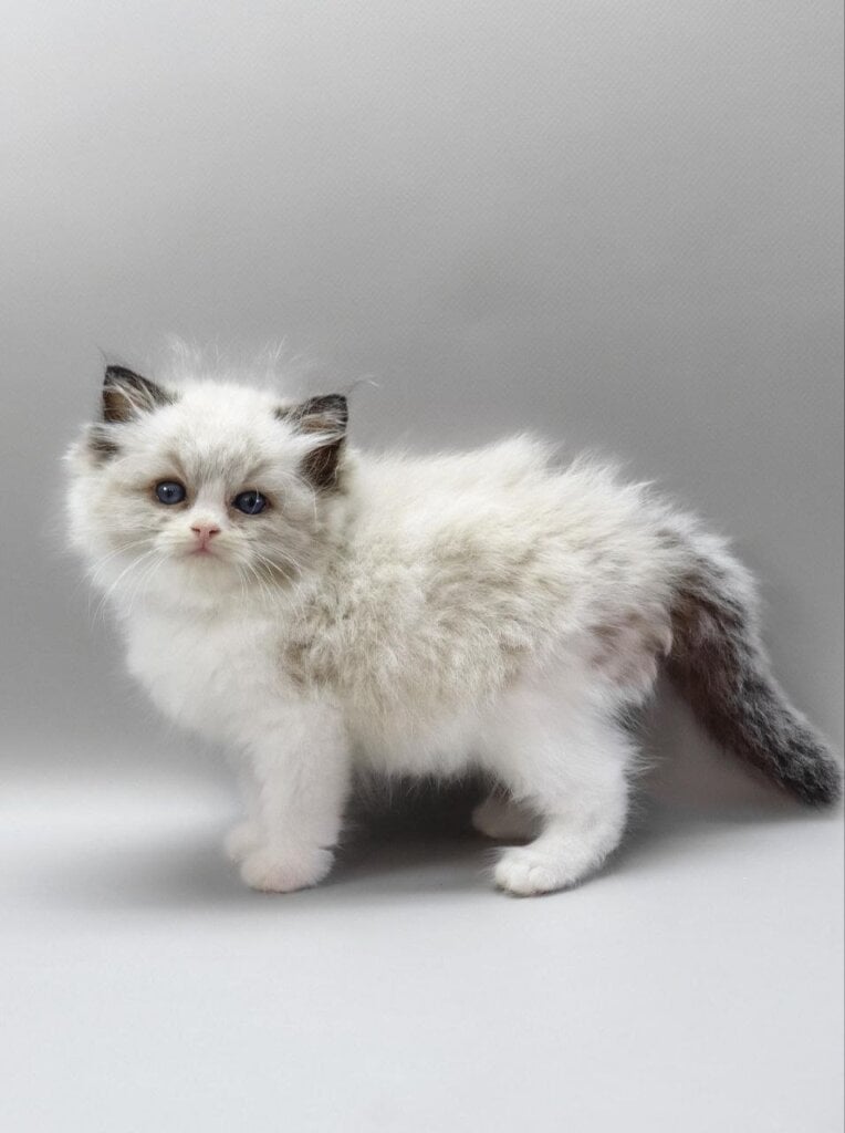 Hennessy Ragdoll  Male (Available) $3250
