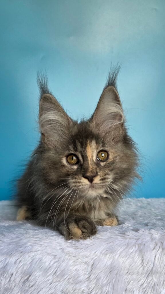Maya Maine Coon Female (Available) $2800