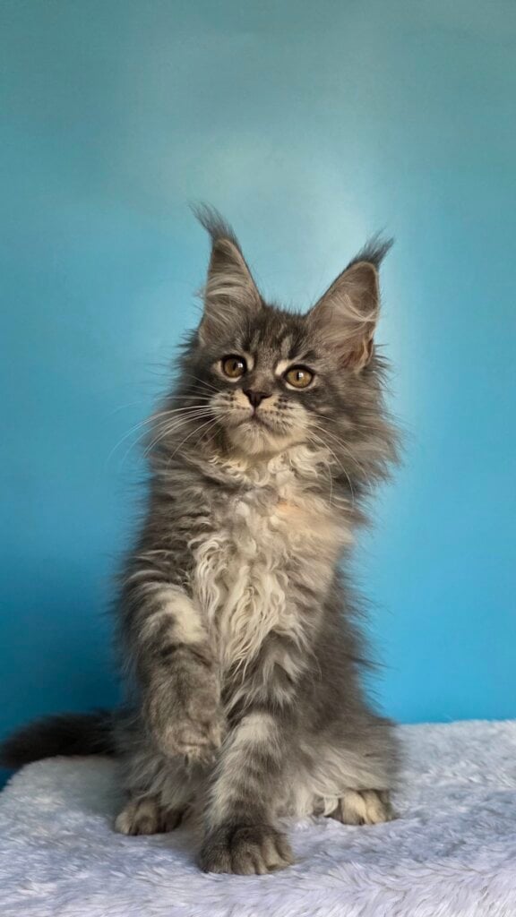 Margo Maine Coon Female (Available) $2800