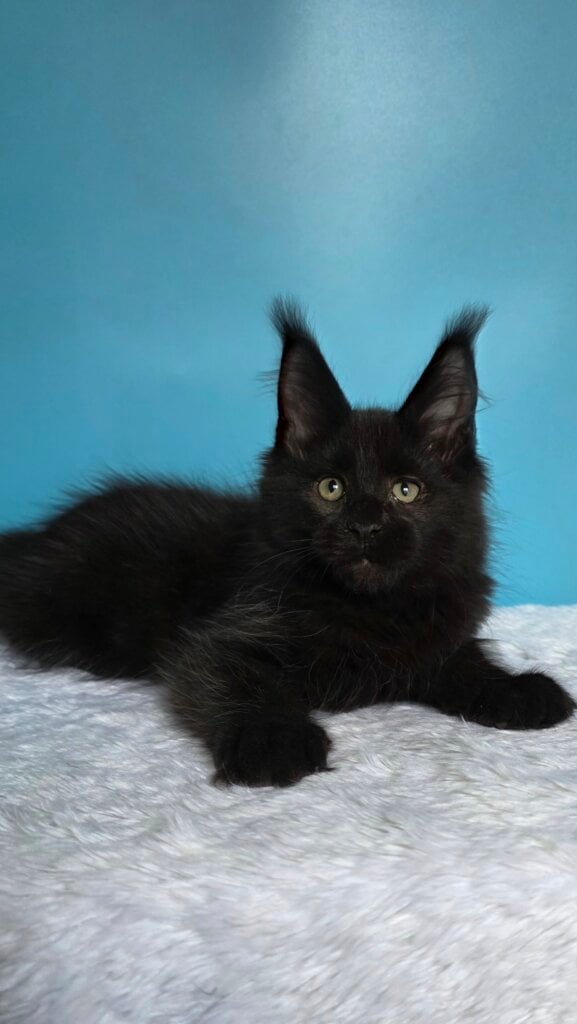 Pirat Maine Coon Male (Available) $3000