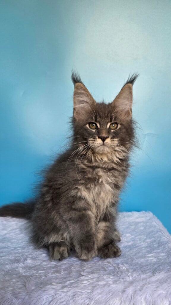 Oscar Maine Coon Male (Available) $3000