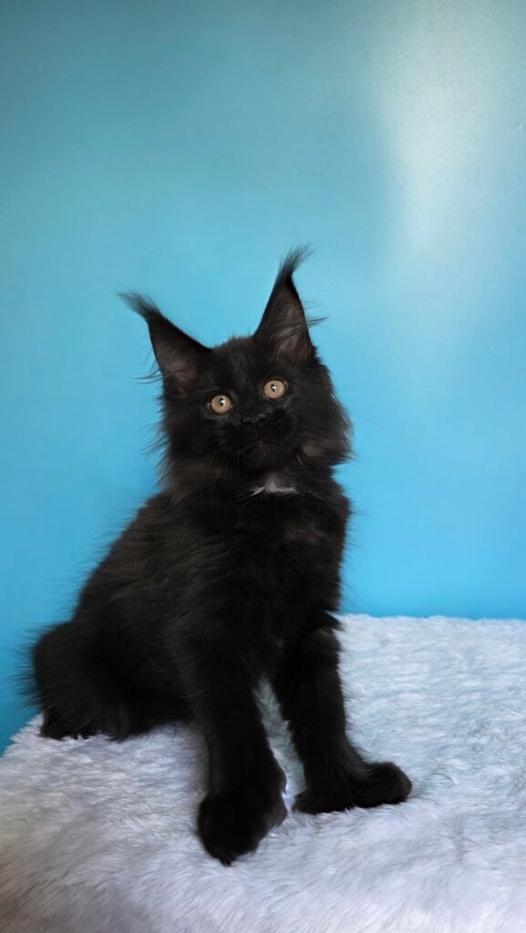 Omalia Maine Coon Female (Available) $3000