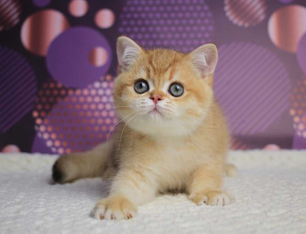 Archi British Shorthair Male (Available) $2700