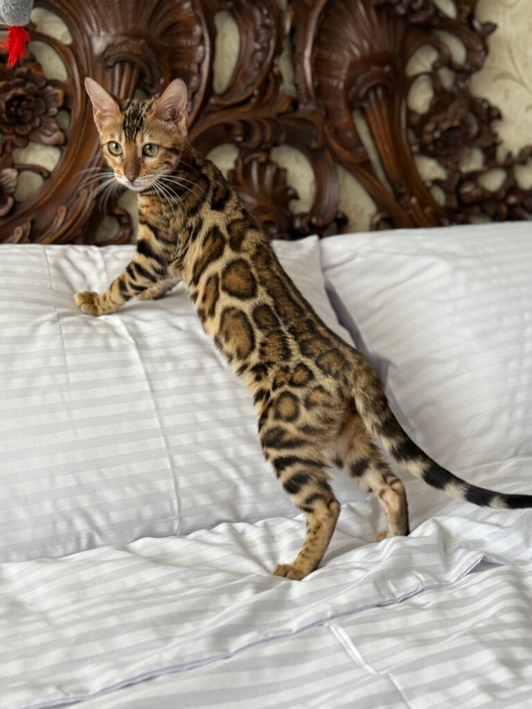 Mint Bengal  Female (Available) $3100