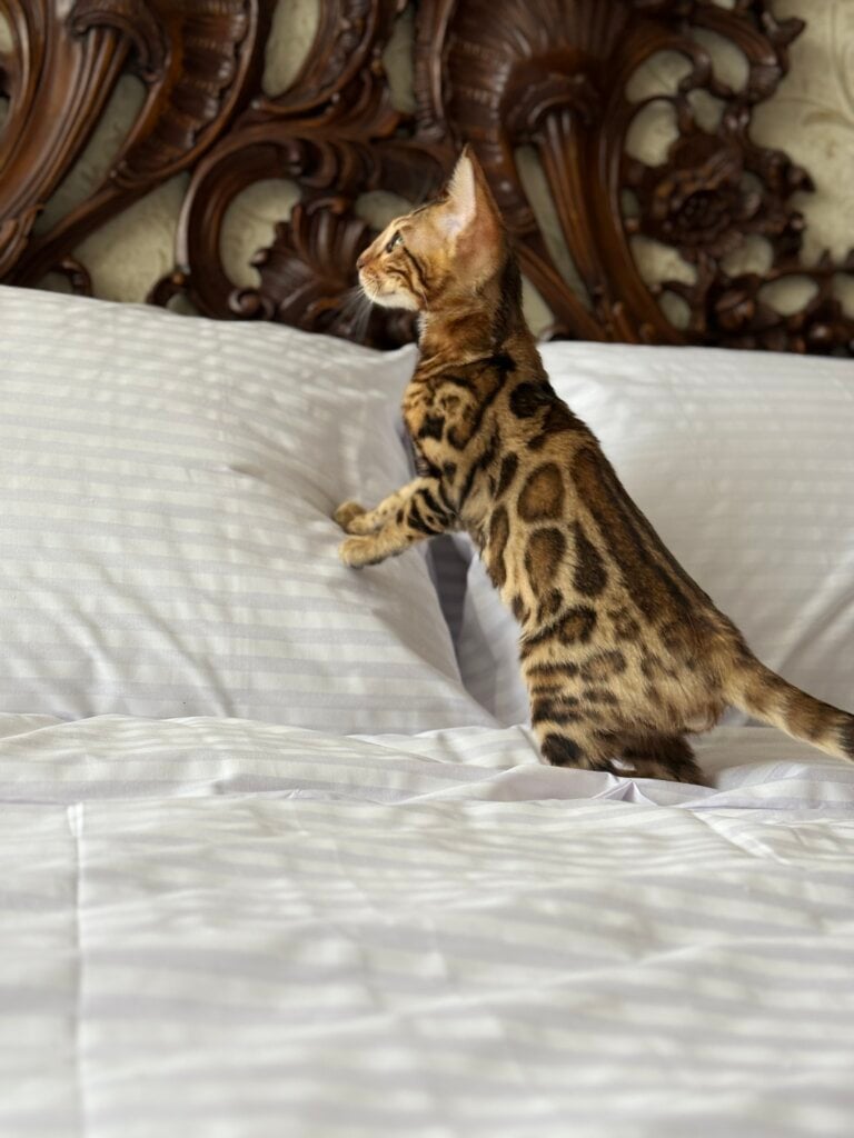 Meyson Bengal Male (Available) 00 - photo 1