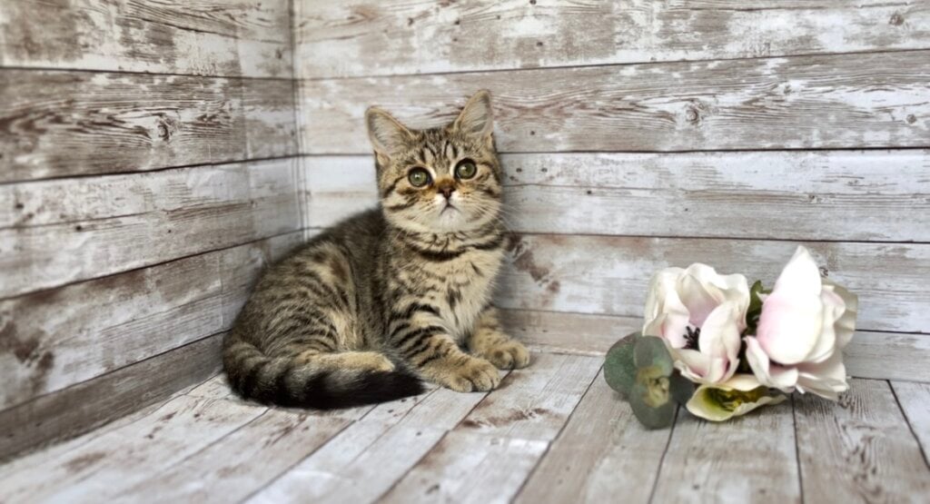 Ingrid British Shorthair Female (Available) $2450