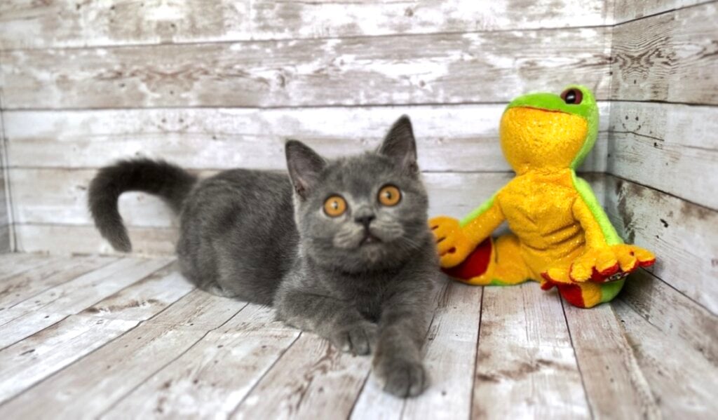 Dionis British Shorthair Male (Available) $2500