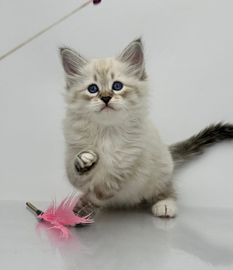 Priscilla Siberian Female (Available) $3050