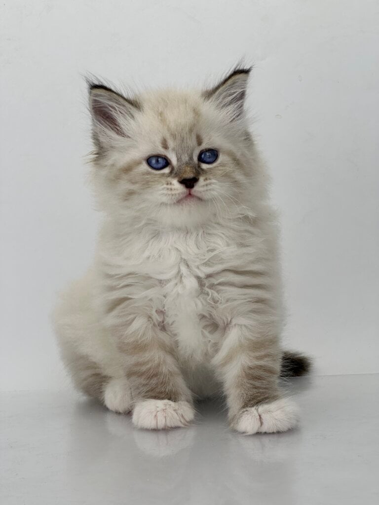 Rockwell Siberian Male (Available) $3150