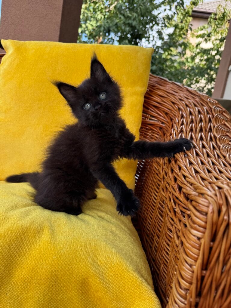 Leo Maine Coon  Male (Available) $3000