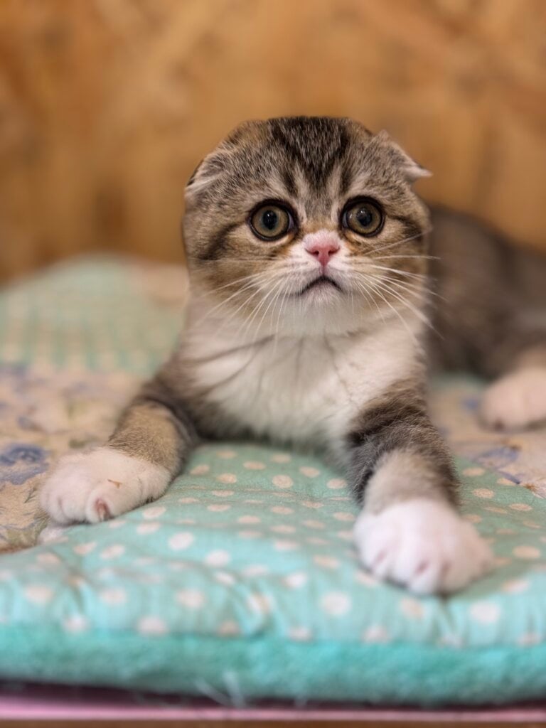Olimpiada Scottish Fold Female (Available) $3200
