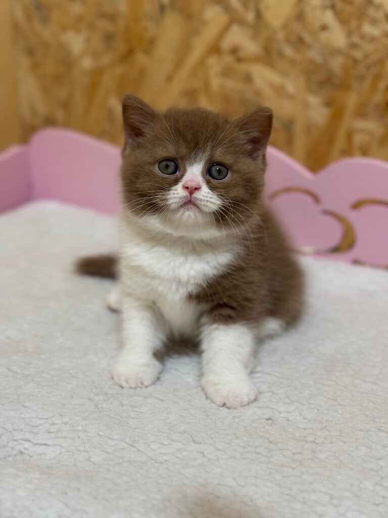 Serafima British Shorthair Female (Available) $3400