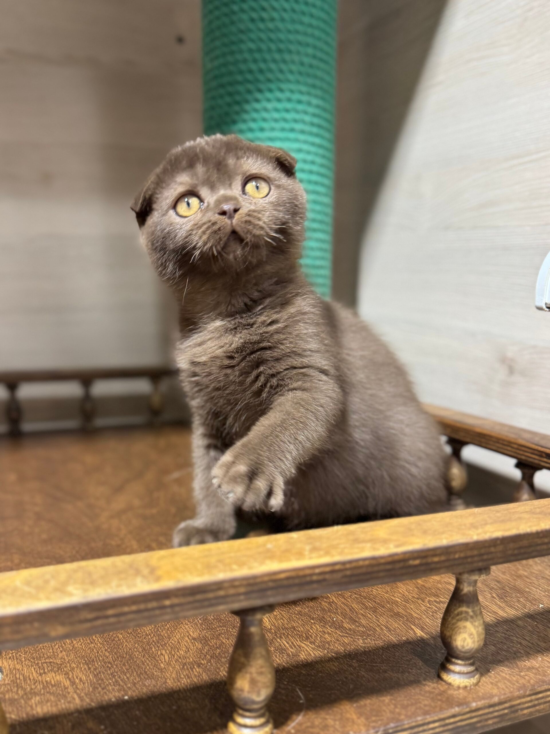 Fedor  Scottish Fold Male (Available) $3000