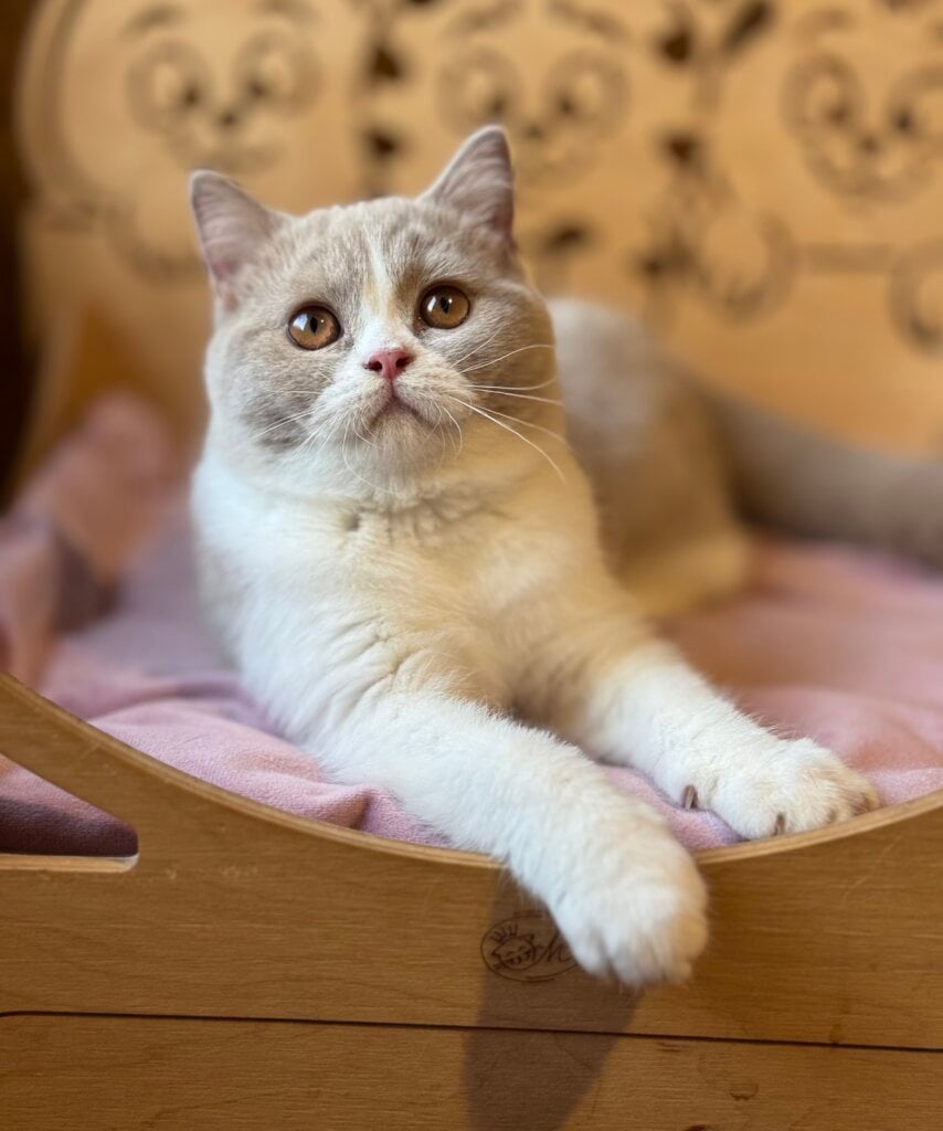 Taisiya British Shorthair Female (Available) $3400