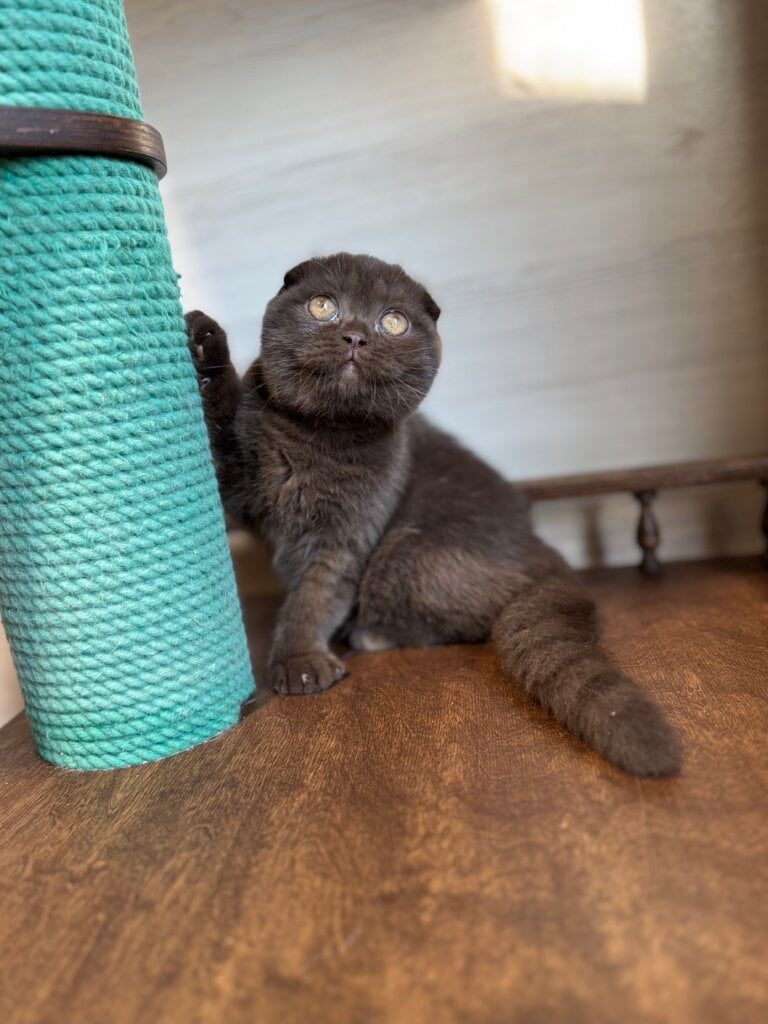 Michelle Scottish Fold Female (Available) $3700