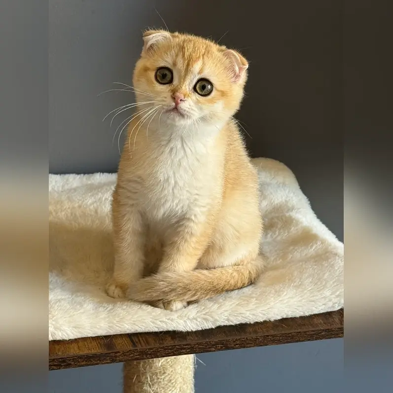 Lyna Scottish Fold Female (Available) $2400