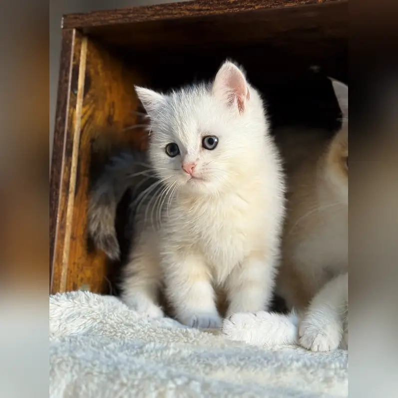 Son Scottish Straight  Male (Available) $2450