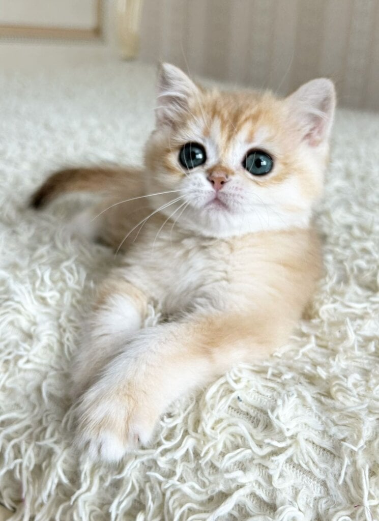 Zlatan British Shorthair Male (Available) $2700