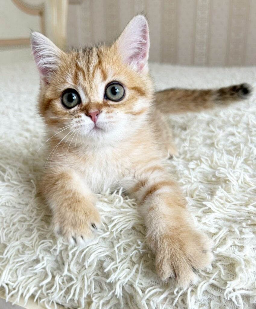 Xirus British Shorthair Male (Available) $2450