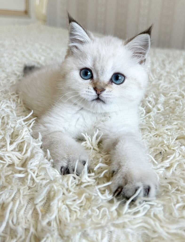 Yogurt British Shorthair Male (Available) $2550