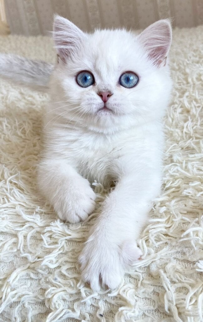 York British Shorthair Male (Available) $2550