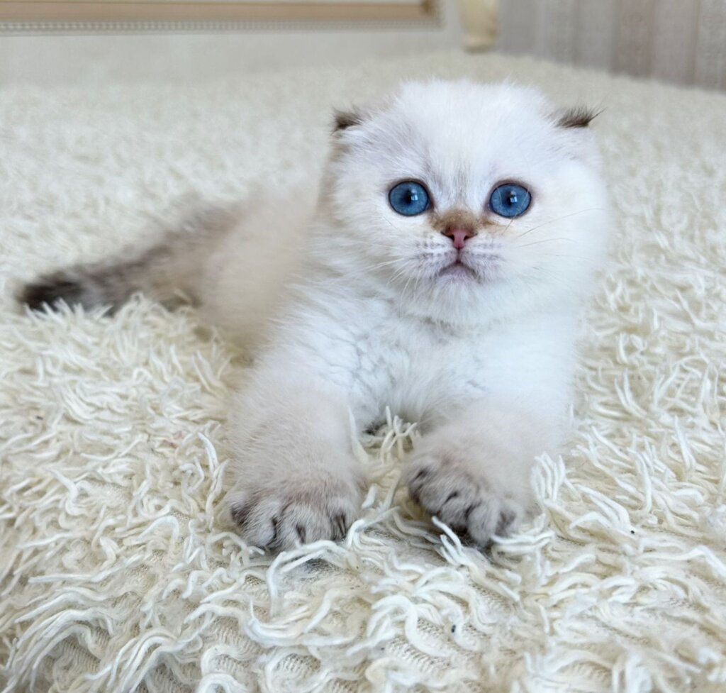 Agat Scottish Fold Male (Available) $2650