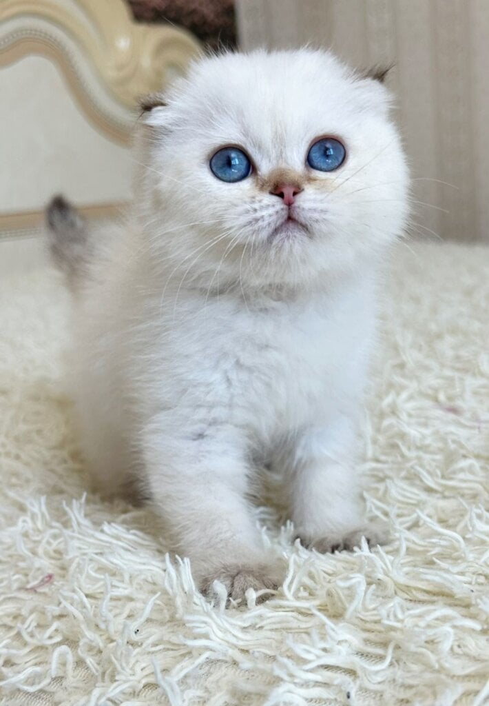 Agat Scottish Fold Male (Available)$2650