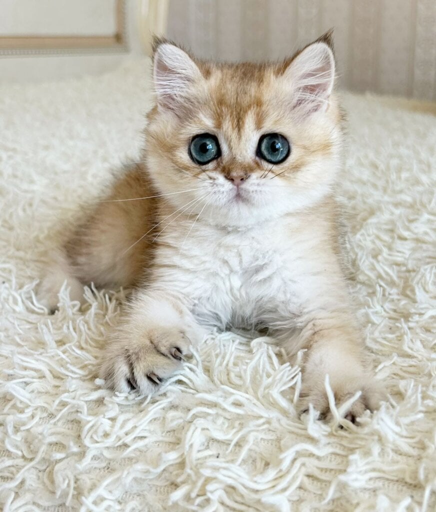 Zherom British Shorthair Male (Available)  $2700