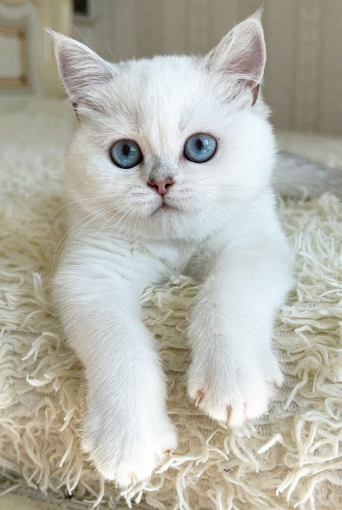 Yusiliya British Shorthair Female (Available) $2550