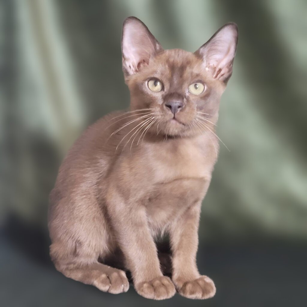 Phantom Burmese Male (Available) $2950