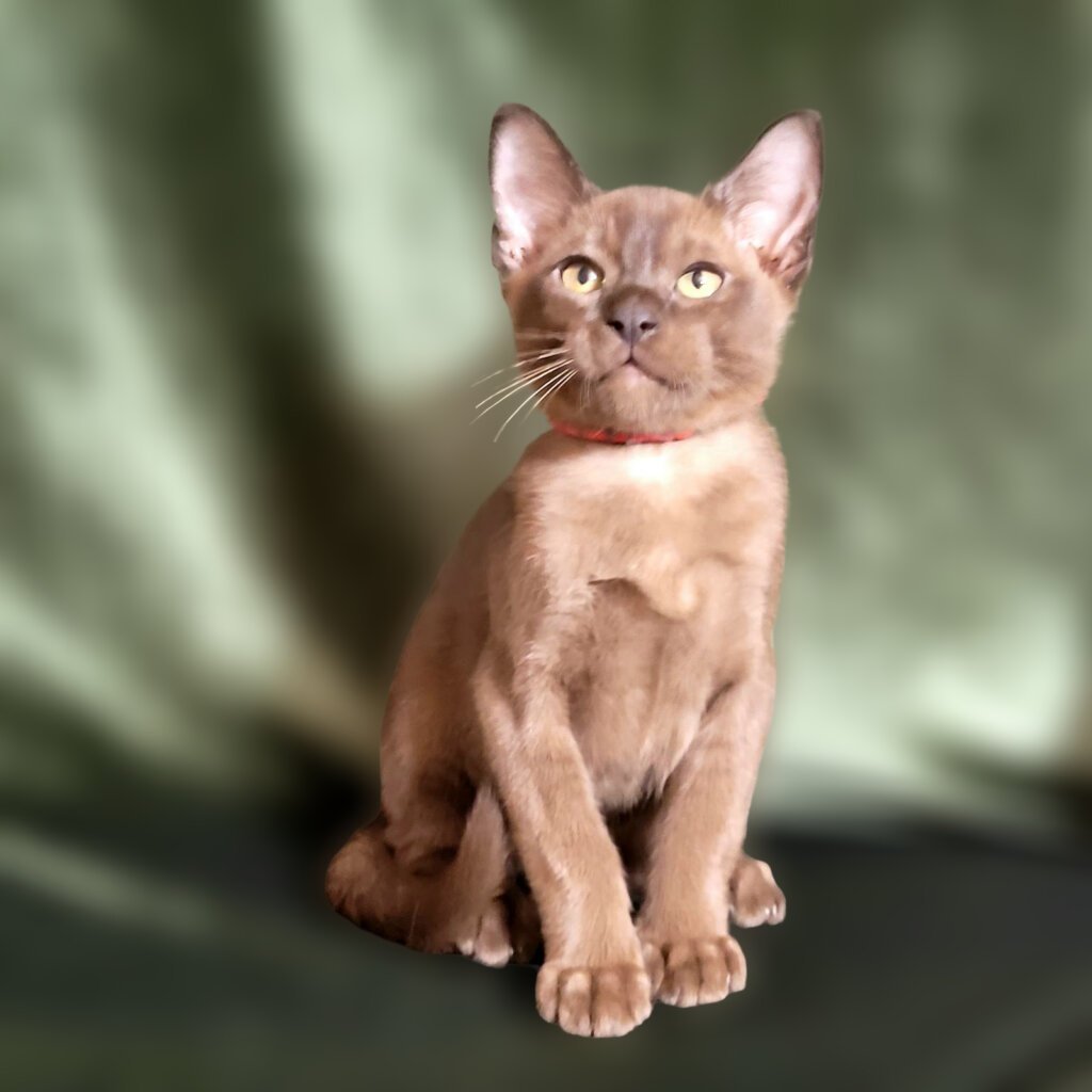 Persey Burmese Male (Available) $2950