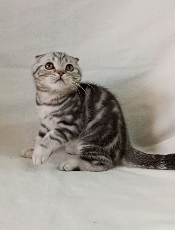 Ustas  Scottish Fold Male (Reserved) $2650