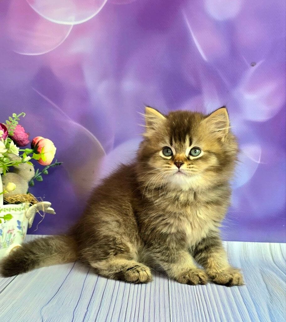 Hazel British Longhair Male (Available) $3000