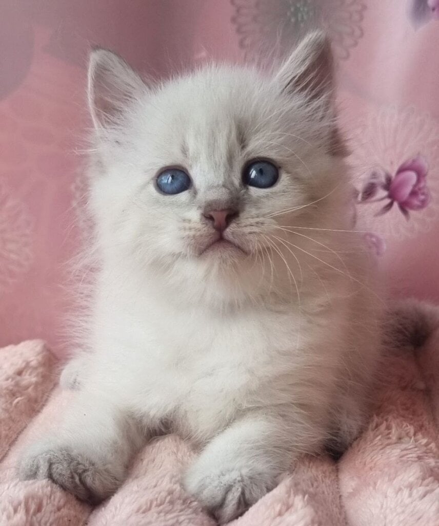 Riana Siberian Female (Available) $3000