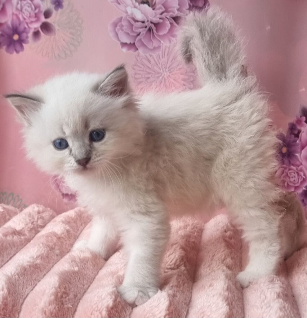 Rihana Siberian Female (Available) $3050