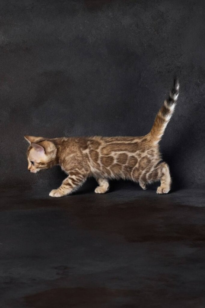 Pavlo Bengal Male (Available) $3700