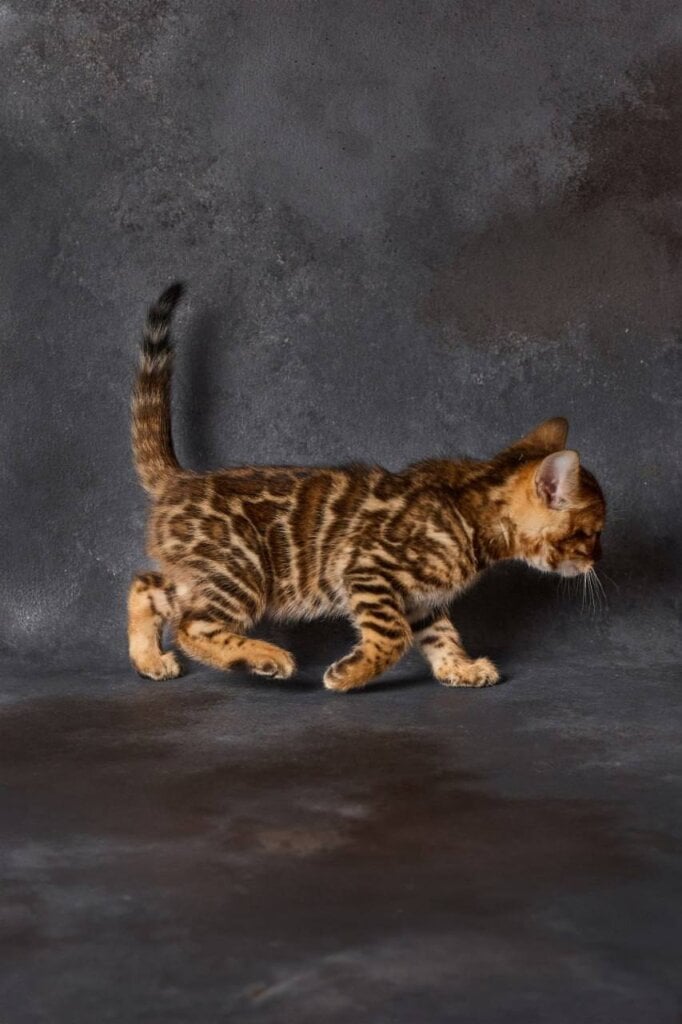 Pepsi Bengal Male (Available) $3000