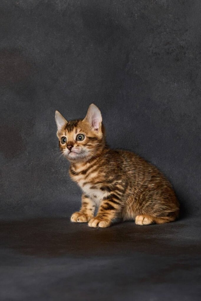 Princess Bengal Male (Available) $3000