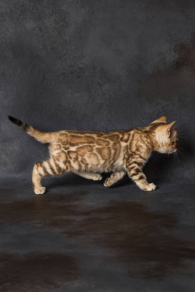 Pinka Bengal Male (Available) $3200