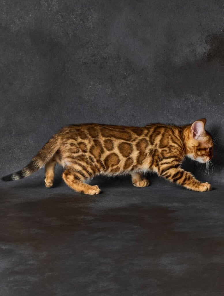 Oda Bengal Male (Available) $3000