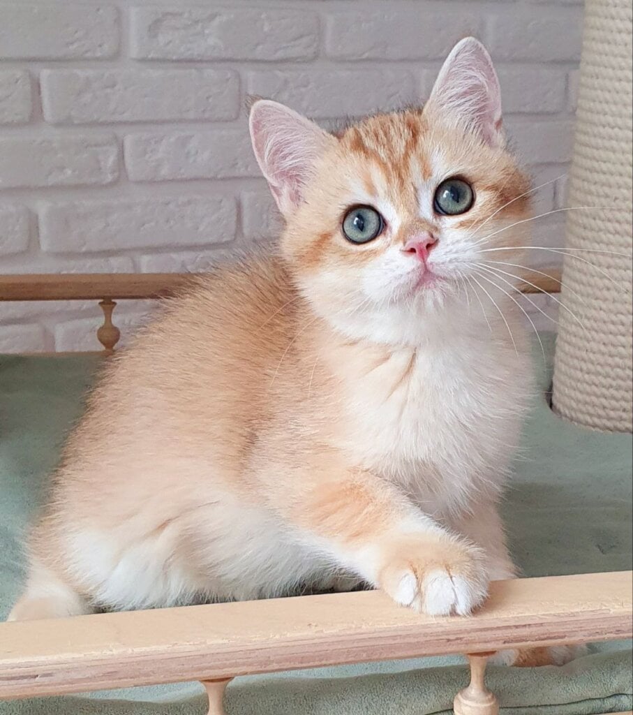 Kruasan British Shorthair Male (Available) $2700