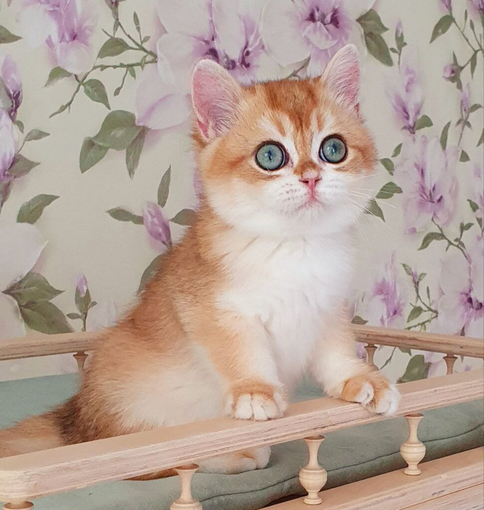 Keks British Shorthair Male (Available) $2800