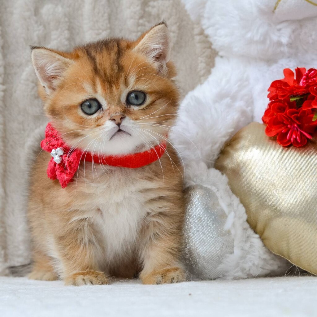 Felicie Munchkin Female (Available) $4200