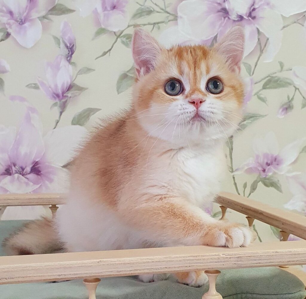 Kevin British Shorthair Male (Available) $2700